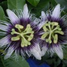 Purple Passion Fruit {Passiflora Edulis} Organic  10 Seeds