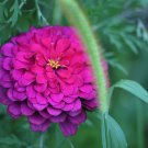 Purple Prince Zinnia Elegans Rare Rosy Purple Var 20+ Seeds  Florist Choice!
