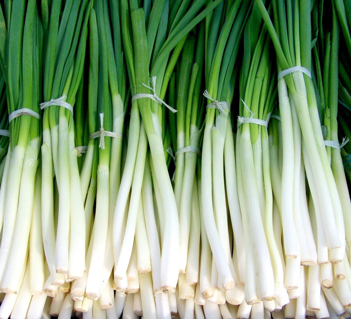 Evergreen White Bunching Onion {Allium Cepa} Heirloom Non-Gmo 200+Seeds