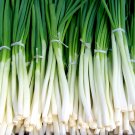 Evergreen White Bunching Onion {Allium Cepa} Heirloom Non-Gmo 200+Seeds