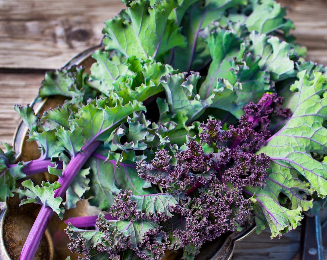Kale (Red Russian) 1000+ Seeds Vegetable For Microgreens Or Planting