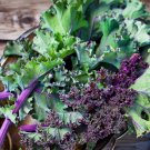Kale (Red Russian) 1000+ Seeds Vegetable For Microgreens Or Planting