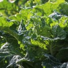 Mustard Green 100+/500+/1000+ Seeds Fresh Florida Broadleaf