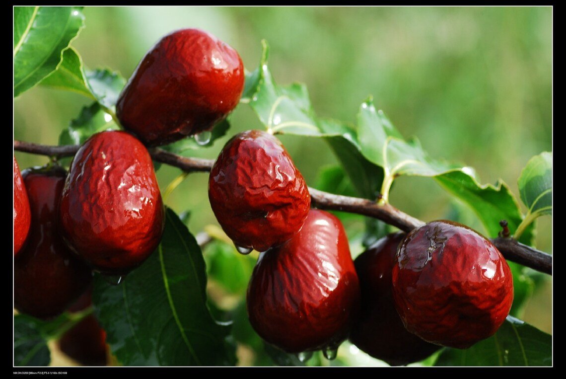 Jujube Fruit Tree {Ziziphus Jujube} Delicacy  Superfruit  10 Seeds