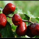 Jujube Fruit Tree {Ziziphus Jujube} Delicacy  Superfruit  10 Seeds