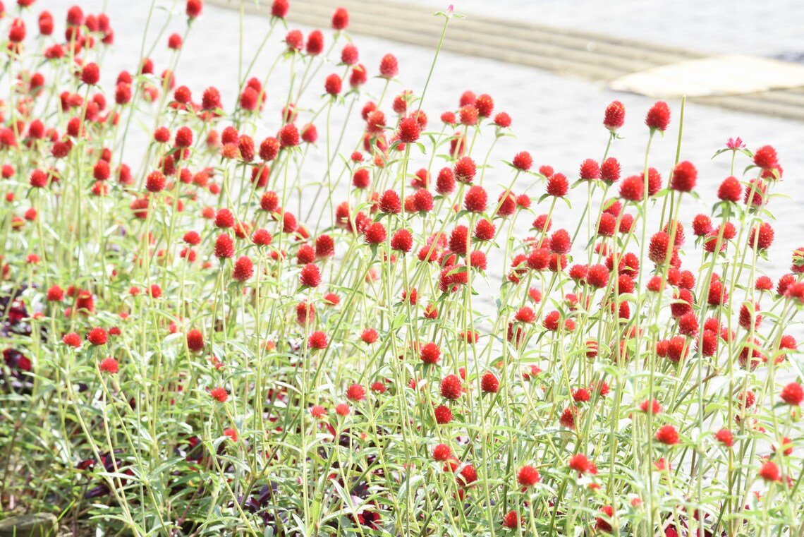 Strawberry Fields Globe Amaranth {Gomphrena Haageana} Care-Free  Cutting Favorite 20+ Seeds