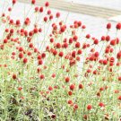 Strawberry Fields Globe Amaranth {Gomphrena Haageana} Care-Free  Cutting Favorite 20+ Seeds
