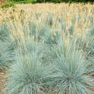 100+ Blue Fescue Grass Seeds (Festuca Cinerea Glauca) Silvery Blue Ornamental Grass Drought Tolerant