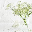 500+ Baby'S Breath Seeds White Flowers (Gypsophila Elegans)