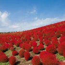 50+ Burning Bush Seeds (Kochia Trichophylla) Red Bush Patio Containers Or Hedge