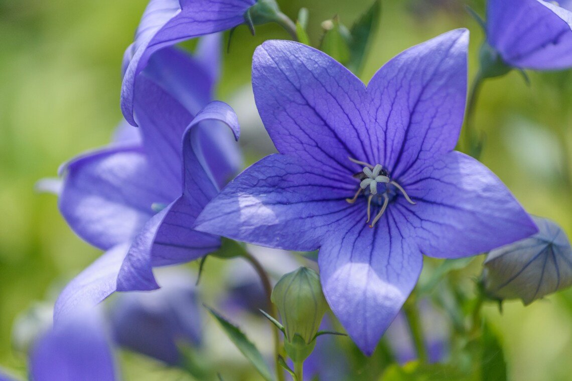 Balloon Flower {Platycodon Grandiflorus} Florist Choice! Toraji  50+ Seeds