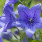 Balloon Flower {Platycodon Grandiflorus} Florist Choice! Toraji  50+ Seeds