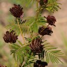Illinois Bundleflower {Desmanthus Illinoensis} Native Plant  100+ Seeds