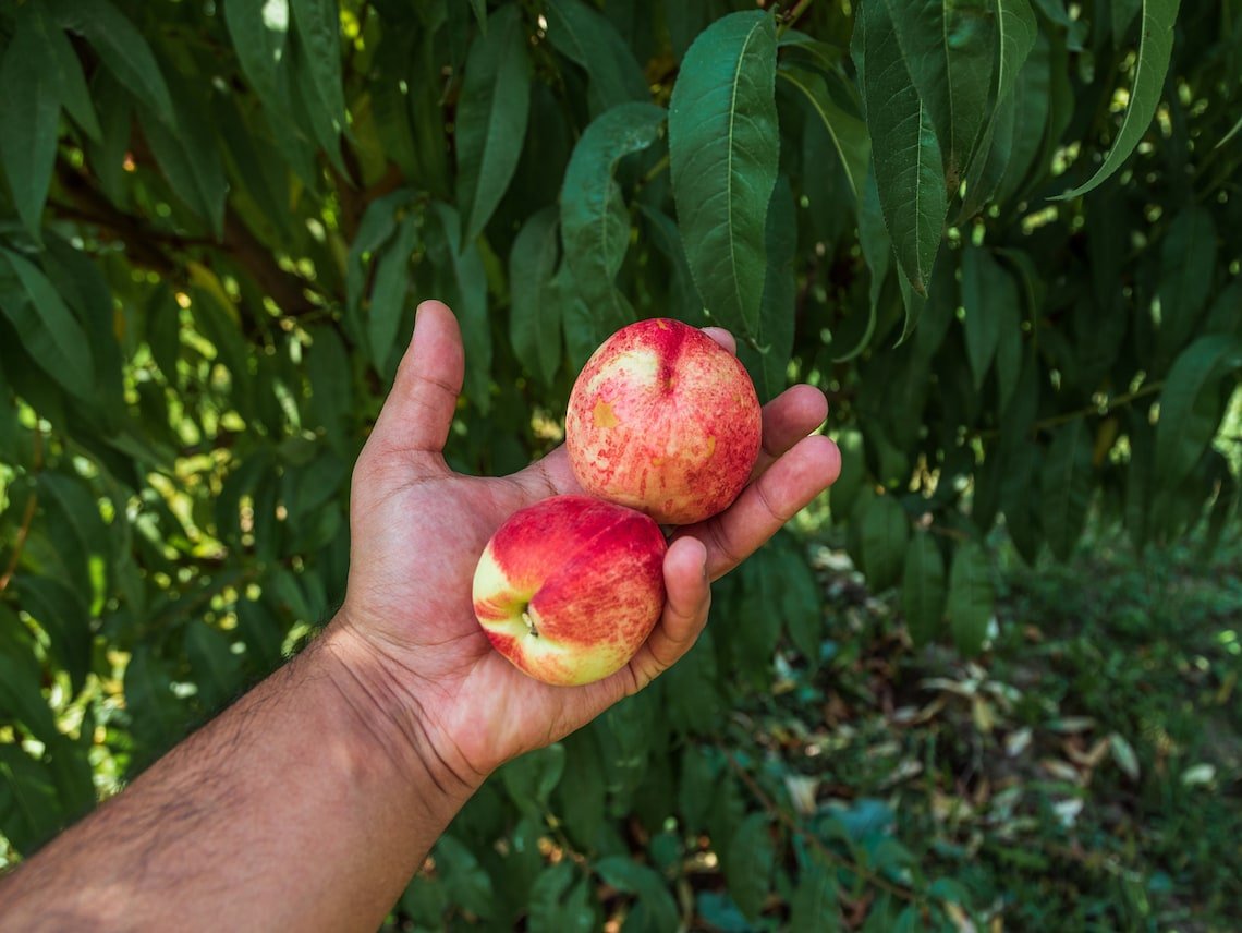 Dwarf Peach Tree {Prunus Persica} 5 Seeds  Disease Resistant