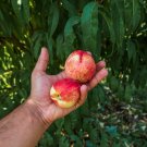 Dwarf Peach Tree {Prunus Persica} 5 Seeds  Disease Resistant