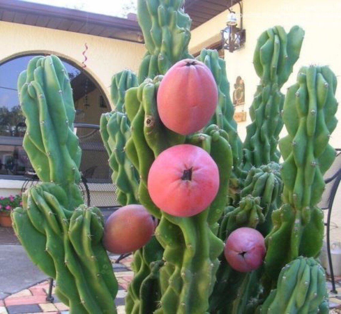 Apple Cactus {Cereus Peruvianus Monstruosus} Rare  5 Seeds