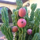 Apple Cactus {Cereus Peruvianus Monstruosus} Rare  5 Seeds