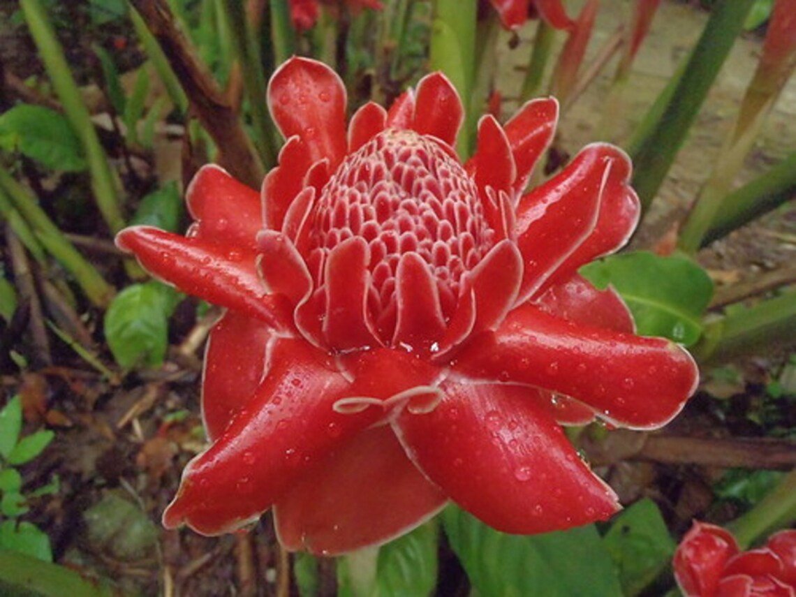 Red Torch Ginger {Etlingera Elatior} Organic  10 Seeds