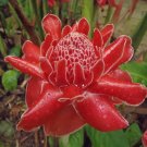 Red Torch Ginger {Etlingera Elatior} Organic  10 Seeds