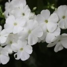 50 White Phlox Flower Seeds