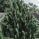 Port Orford Cedar Tree {Chamaecyparis Lawsoniana} Evergreen Huge Growth!  25+ Seeds