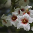 Yellowhorn Fruiting Shrub {Xanthoceras Sorbifolium Northern} Exotic Showy Blooms