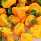 Scotch Bonnet Jamaican Mushroom Hot Pepper  20+ Seeds
