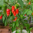 Ghost Pepper 1 Million + Scoville!!!  {Bhut Jolokia} 2007-2017 Winner! Heirloom Non-Gmo 50+Seeds
