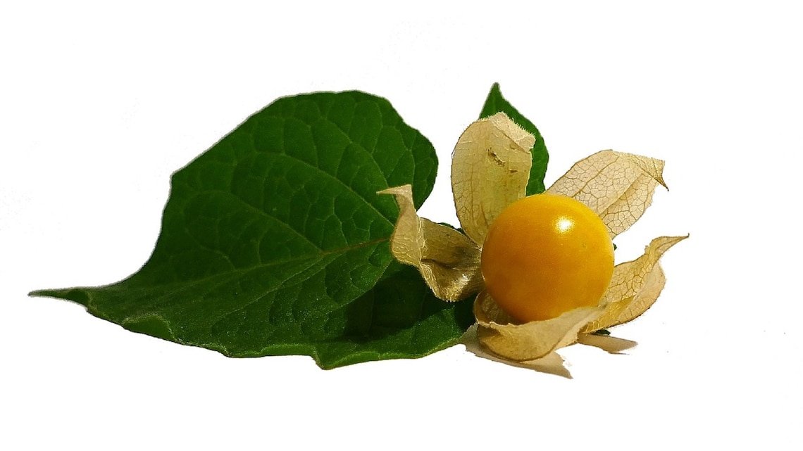 Pineapple Tomatillo (Physalis Ixocarpa) Ground Cherry ""Pineapple Flavored"" Heirloom 100+ Seeds