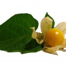Pineapple Tomatillo (Physalis Ixocarpa) Ground Cherry ""Pineapple Flavored"" Heirloom 100+ Seeds