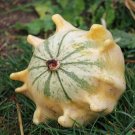 Crown Of Thorns Gourd Organic {Curbita Pepo} Non Gmo  20 Seeds