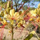 Dwarf Bird Of Paradise {Poinciana Gilliesii} Exotic Red Blooms  10 Seeds
