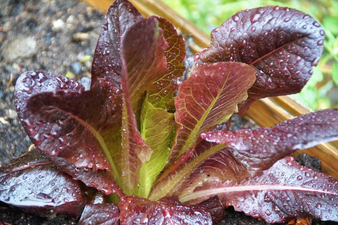 Cimmaron Romaine Seeds Non-Gmo Heirloom  Heat Tolerant 850+ Seeds