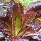 Cimmaron Romaine Seeds Non-Gmo Heirloom  Heat Tolerant 850+ Seeds