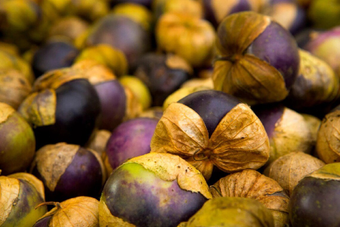 Purple Tomatillo {Physalis Ixocarpa} Heirloom  25+ Seeds