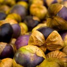 Purple Tomatillo {Physalis Ixocarpa} Heirloom  25+ Seeds
