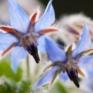 75+ Borage Flower Seeds (Borago Officinalis)