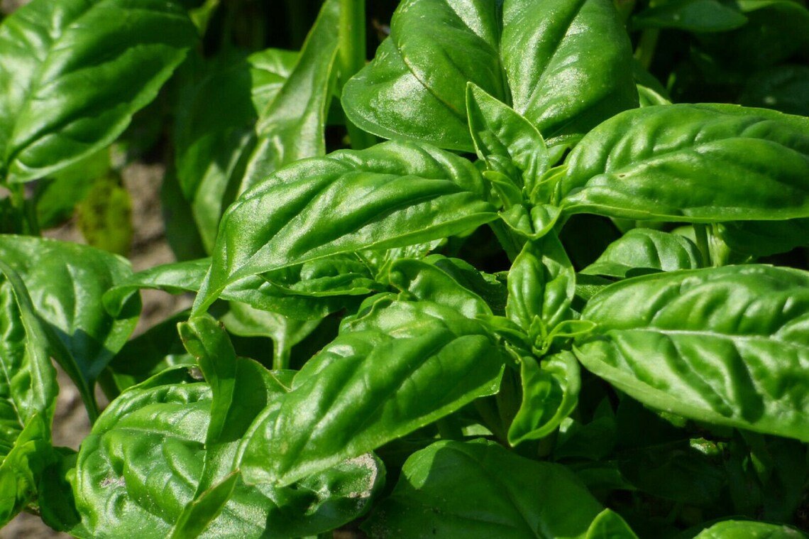200+ Italian Large Leaf  Culinary Basil Seeds