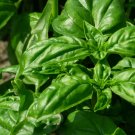 200+ Italian Large Leaf  Culinary Basil Seeds