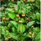 Toothache Plant {Spilanthes Acmella Oleracea} Organic Herbal  40+ Seeds