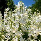 White Gas Plant {Dictamnus Albus Albiflorus} Showy Perennial  5 Seeds