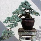 Atlas Cedar {Cedrus Atlantica} Blue Needle  15 Seeds