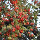 Siberian Crab Apple {Malus Baccata} Cold Hardy  Deciduous 15 Seeds