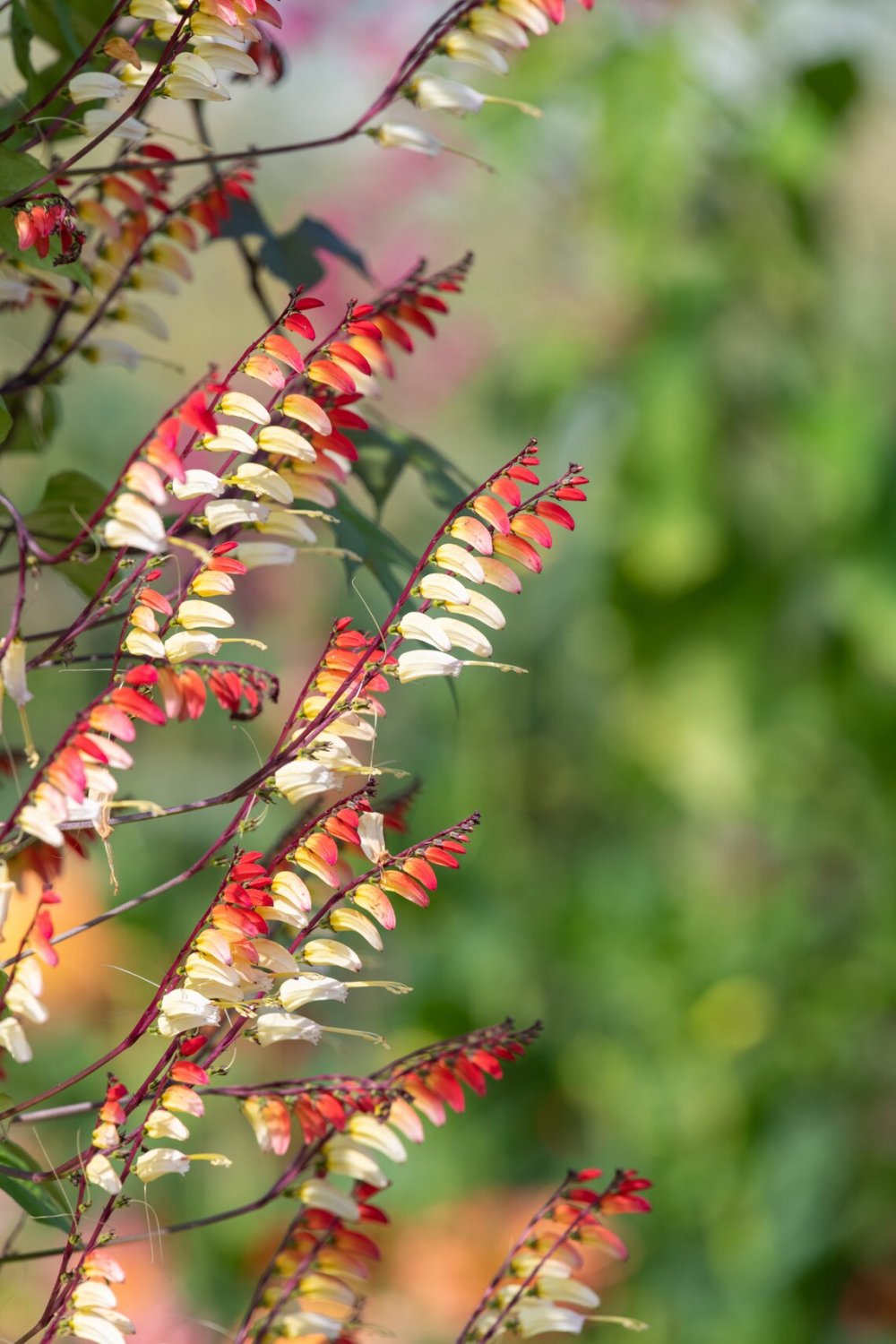 Spanish Flag Firecracker Vine {Mina Lobata} Natures Wonder!  Lattice & Trellis Favorite 10 Seeds