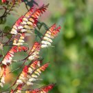 Spanish Flag Firecracker Vine {Mina Lobata} Natures Wonder!  Lattice & Trellis Favorite 10 Seeds