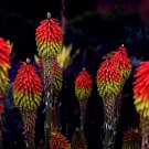 Florist Choice! Red Hot Poker {Kniphofia Uvaria} Showy  Cutting Favorite 30+ Seeds