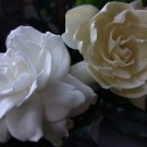Cape Jasmine {Gardenia Jasminoides} Huge Ornate Blooming  10 Seeds