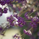 American Beautyberry Perennial {Callicarpa Americana}  Cold Hardy 30+Seeds