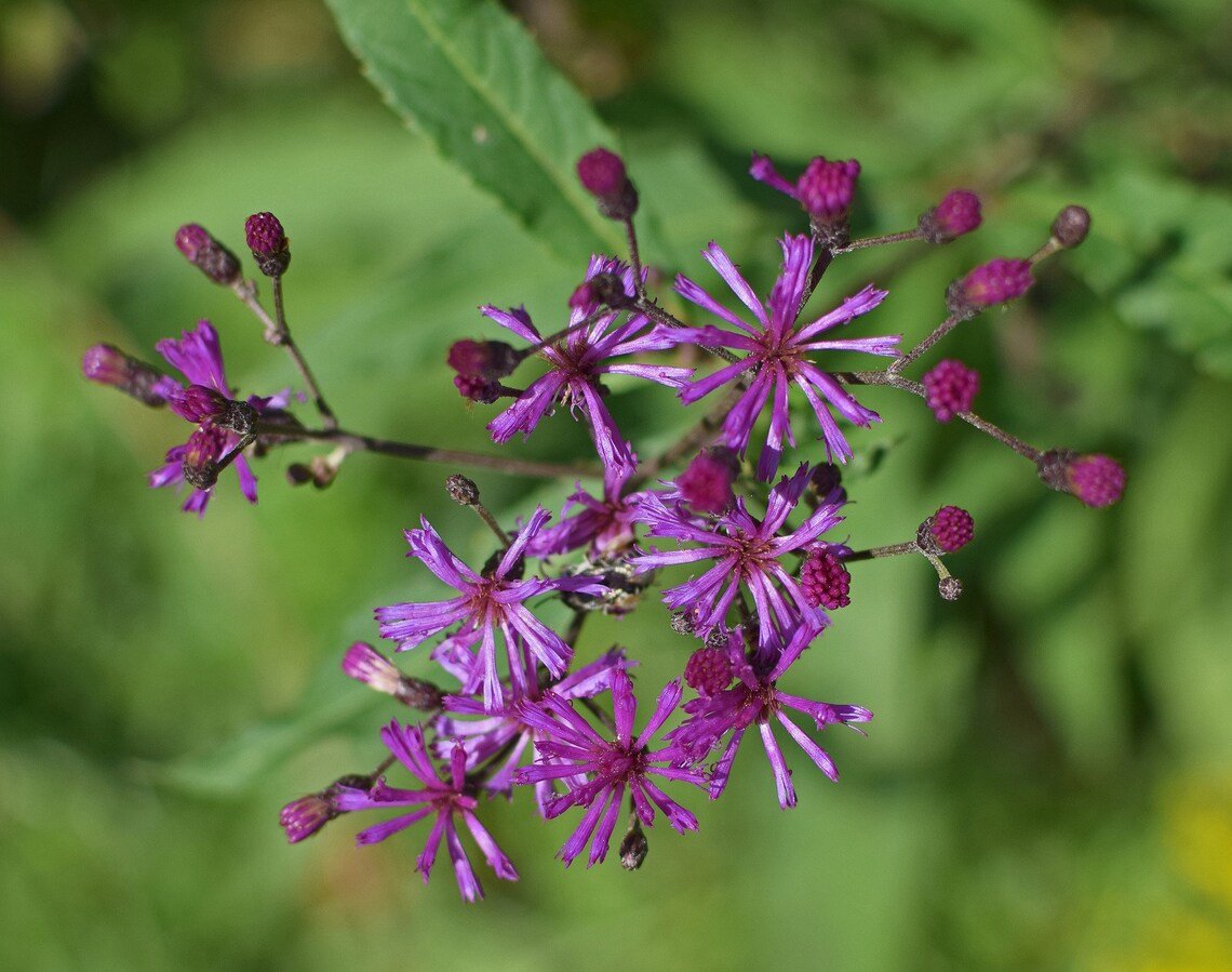 100 Wild Cumin  Ironweed