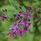 100 Wild Cumin  Ironweed